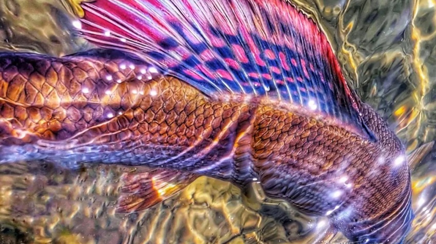 TIŠINA, ZNANJE I VODA – FILOZOFIJA MUŠIČARENJA